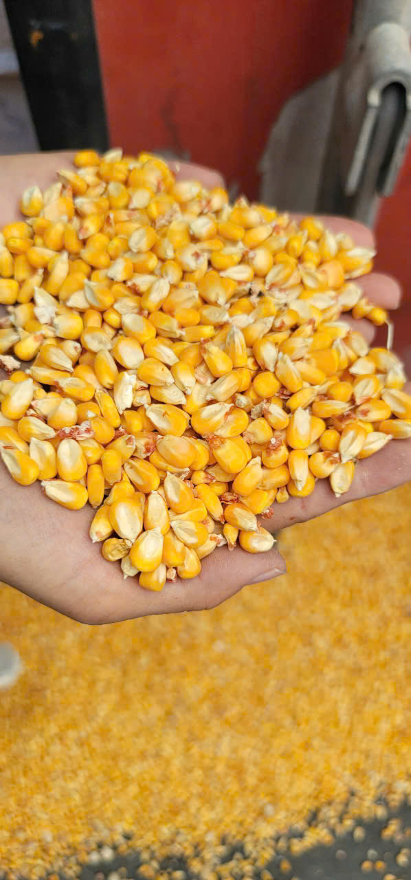 NGÔ HẠT VỤ HÈ PAKISTAN